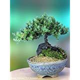 A 5+ Year Old Juniper Bonsai Tree in Japanese Setku Bowl