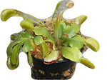 3 Small Venus Flytraps - Fly Trap